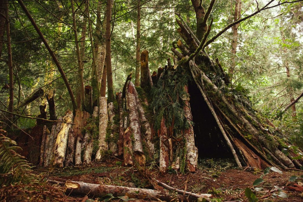 A forest with a lean-to shelter made of logs, providing shelter but not meeting higher needs.