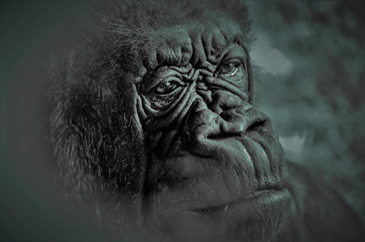 Close up of an elderly gorilla, with an expression of thoughtfulness.