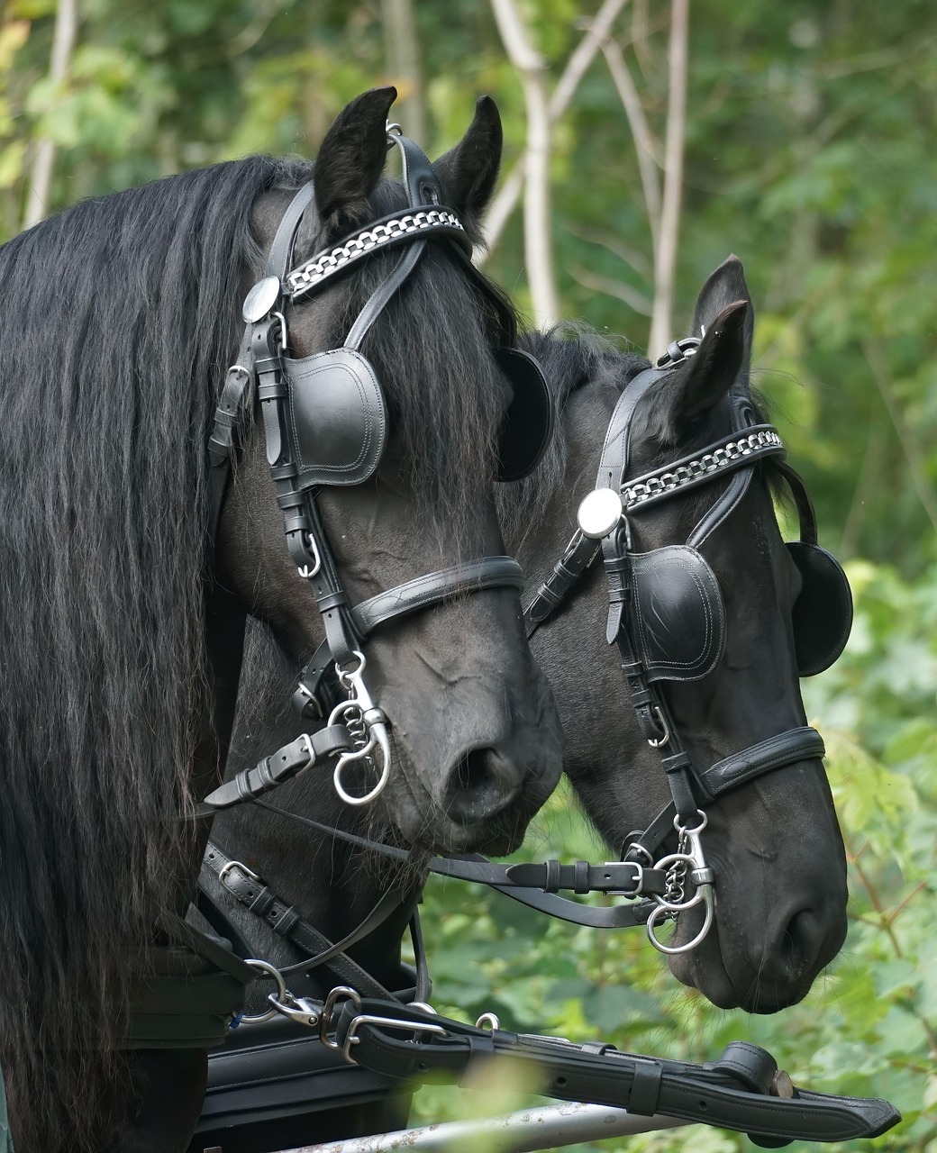 Two black horses in harness with blinders on
