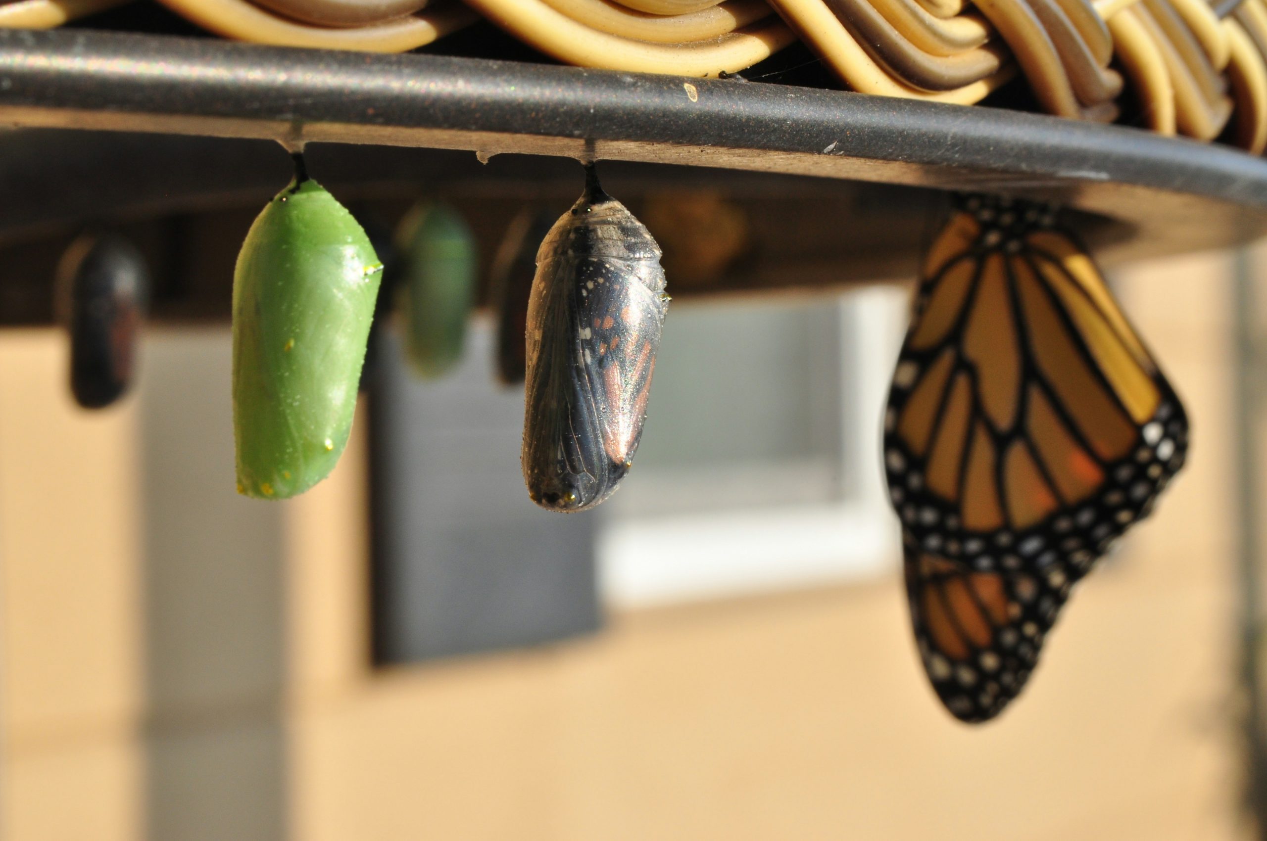 Several cocoons and a monarch butterfly clinging to the underside of a table.