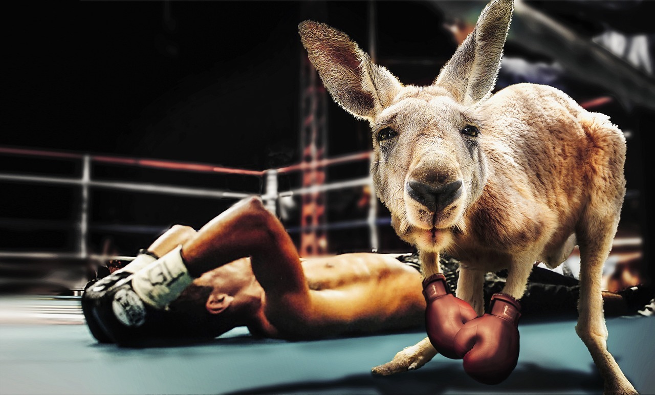 Ground-level view of a boxing ring. A man lies on his back, gloved hands up by his head, and a kangaroo wearing boxing gloves looks into the camera.