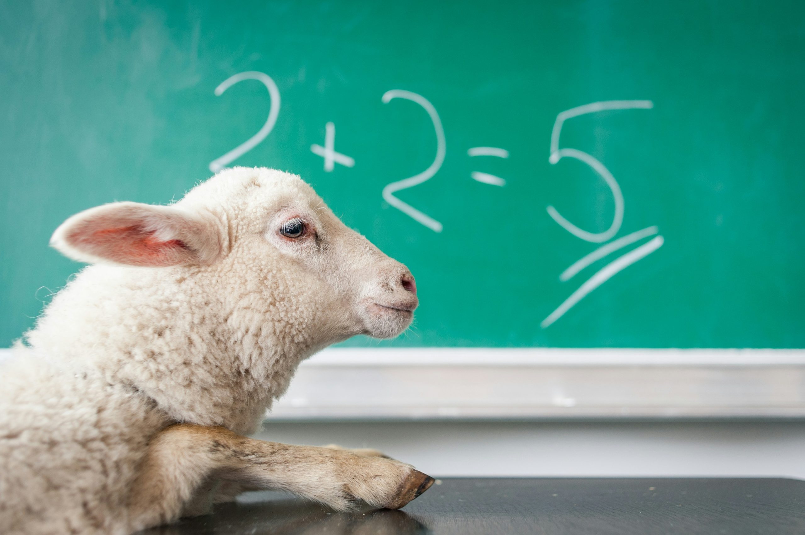 A sheep in front of a chalkboard. On the board is the equation 2+2=5