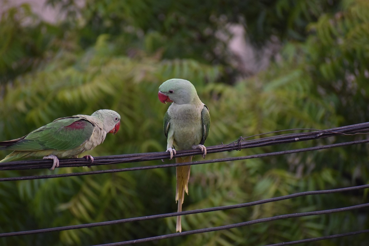 Two birds on a telephone line. The bird on the right is turned towards the bird on the left, and appears to be scolding the bird on the left.