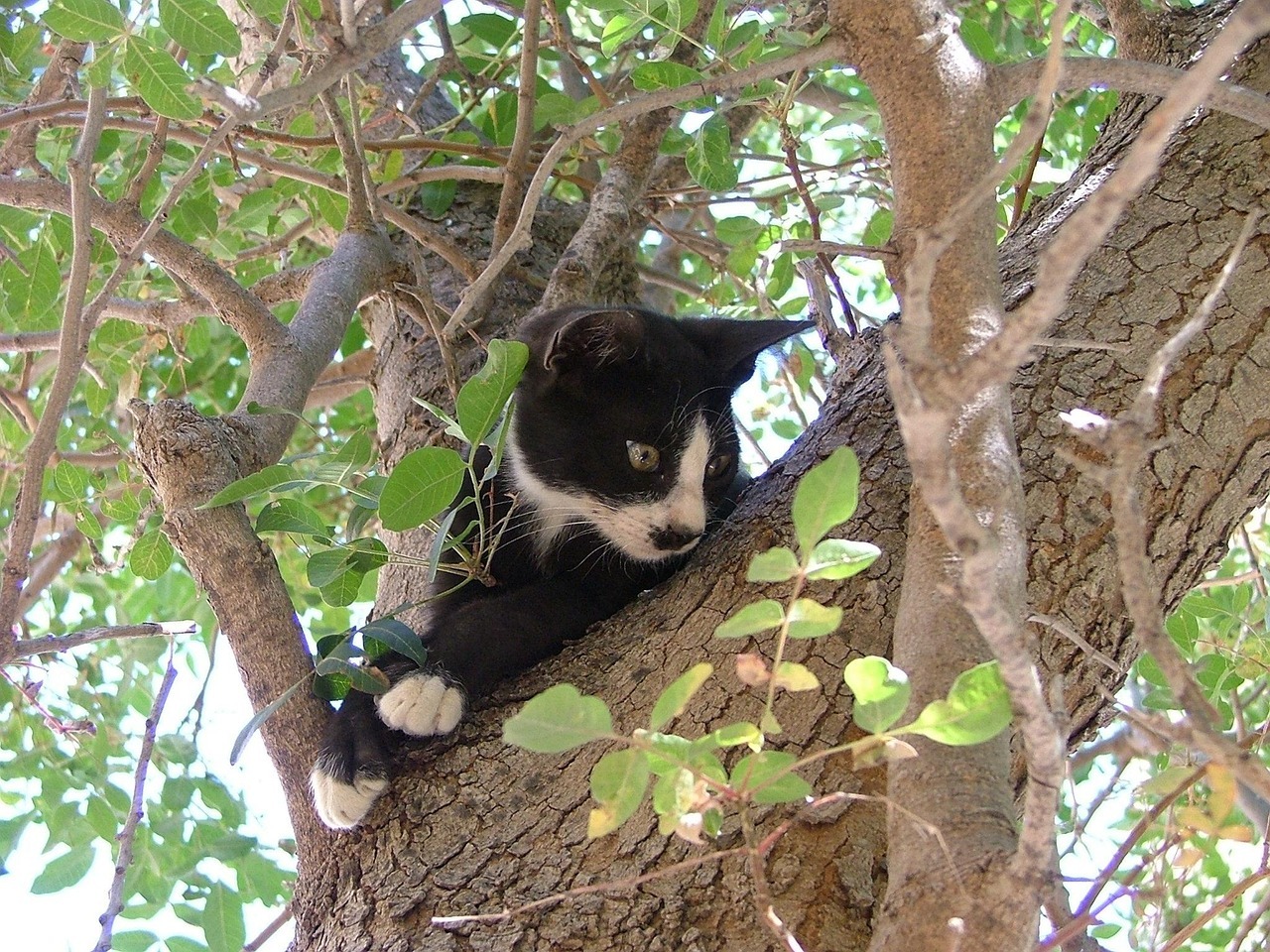 A black and white cat 'stuck' in a tree.
