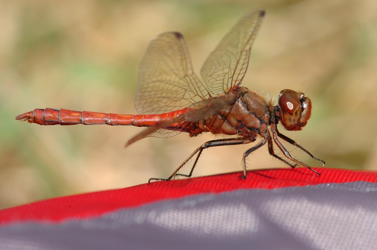 Close up of a dragonfly, showing wing detail