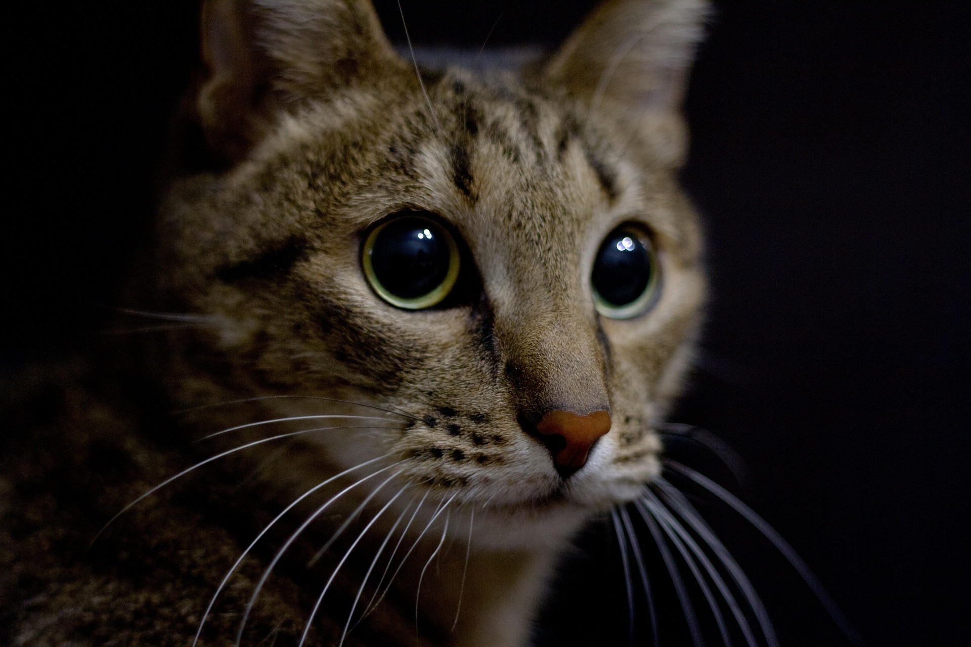 Intention and Attention